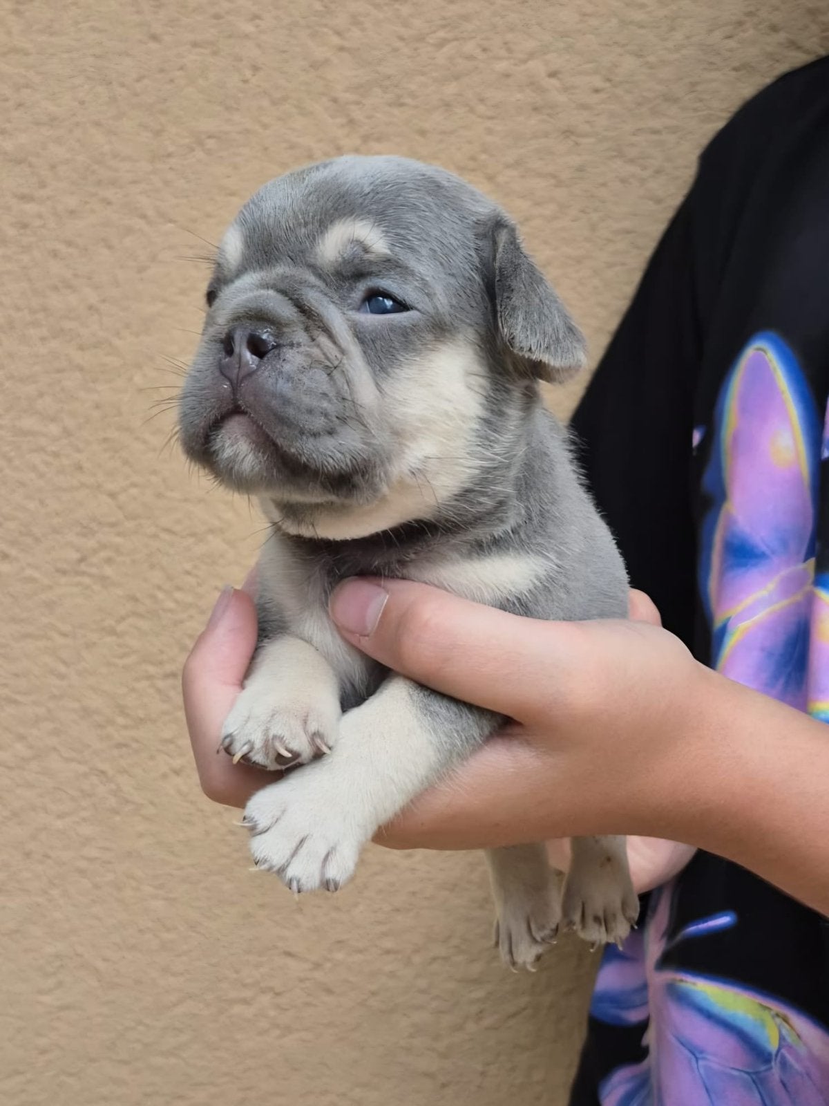 👑 Royal Puppies - Raszuivere Franse Bulldog pups, Dieren en Toebehoren, 15 weken tot 1 jaar, Buitenland, Parvo, Bulldog