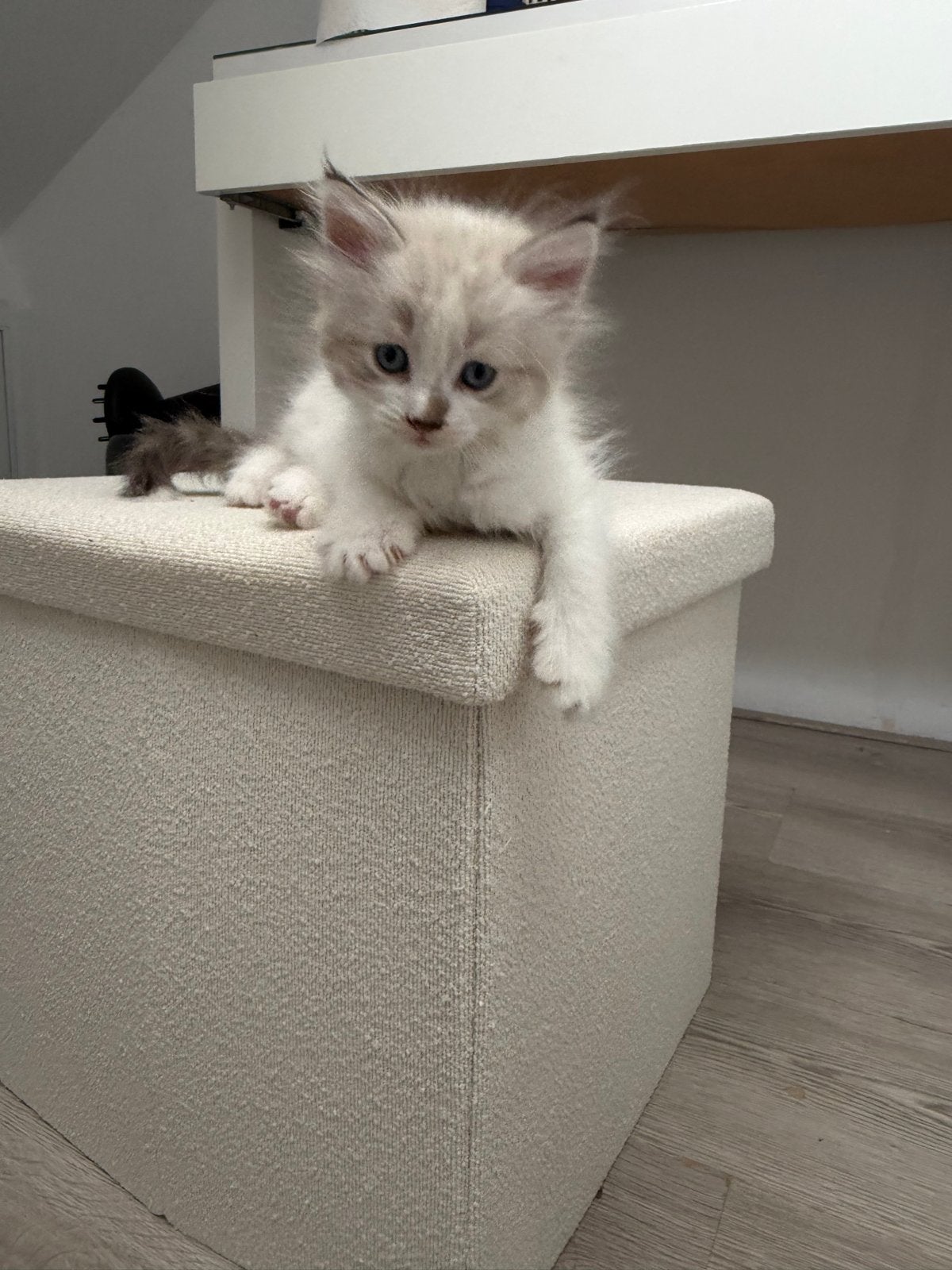 Kittens