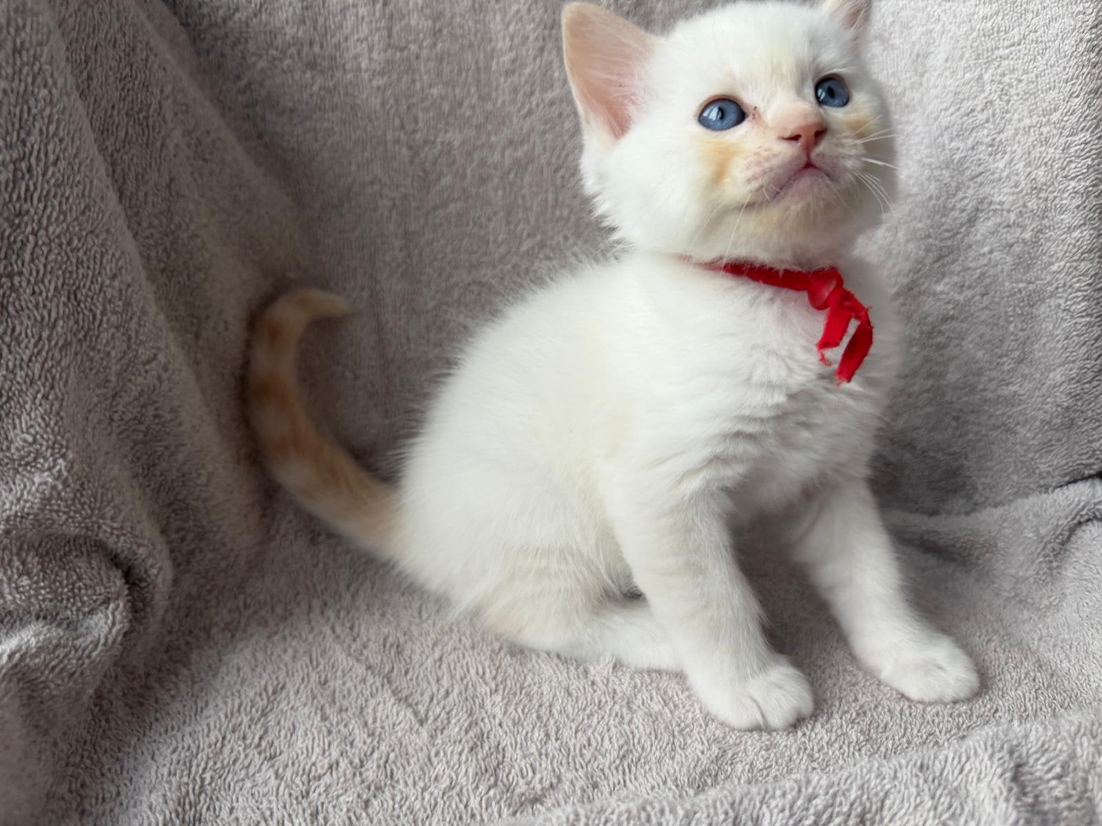 Prachtige Ragdoll kittens zoeken een liefdevol thuis, Meerdere dieren, Gechipt, 0 tot 2 jaar