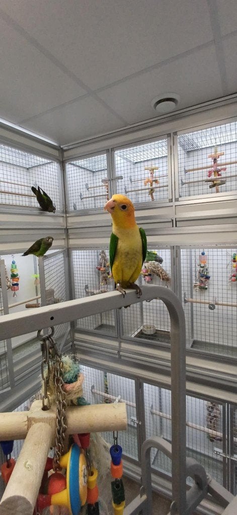 witbuikcaique, Dieren en Toebehoren, Meerdere dieren, Papegaai, Geringd