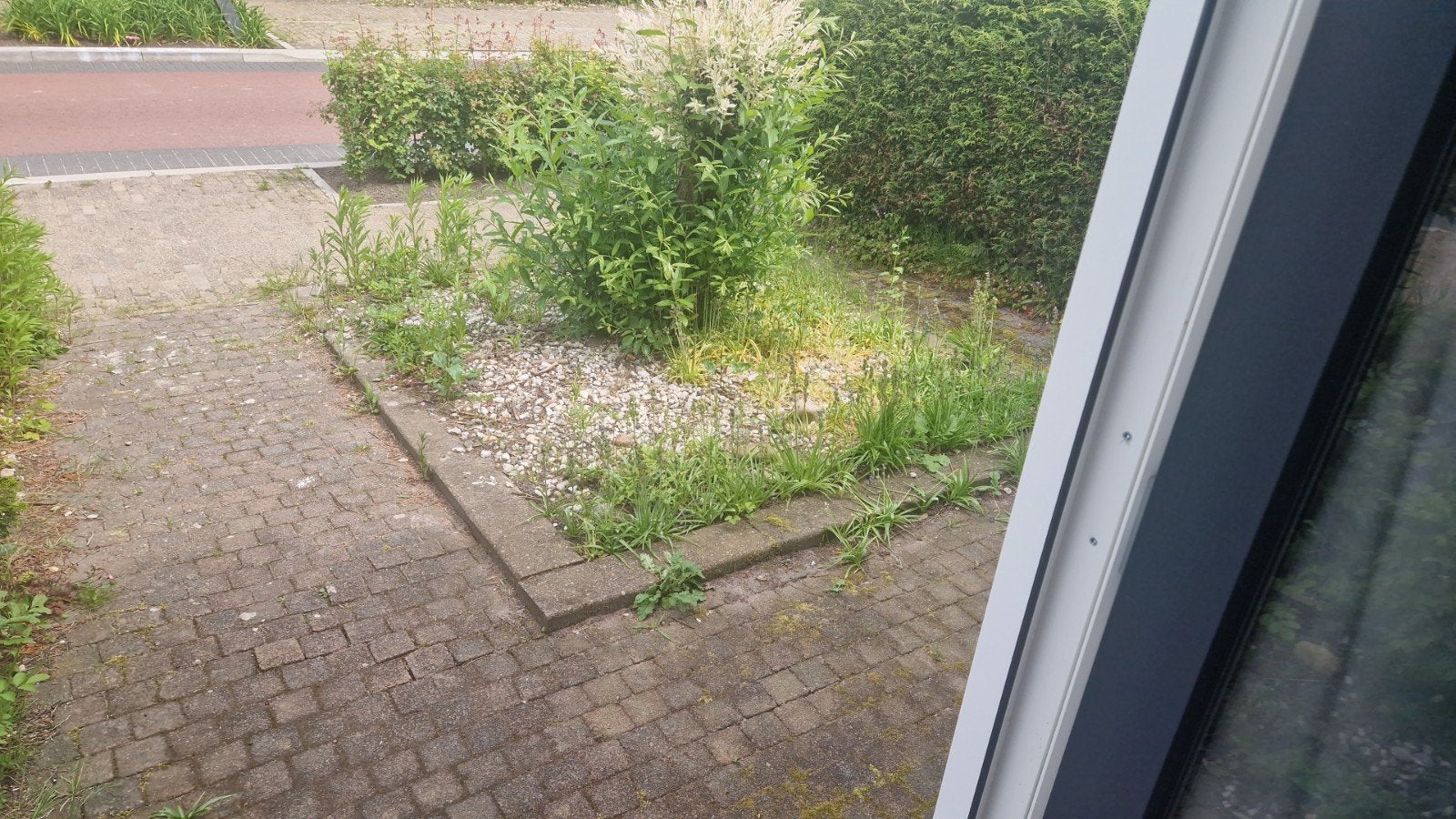 Gratis Japanse boom, Ophalen of Verzenden, Overige soorten, Volle zon