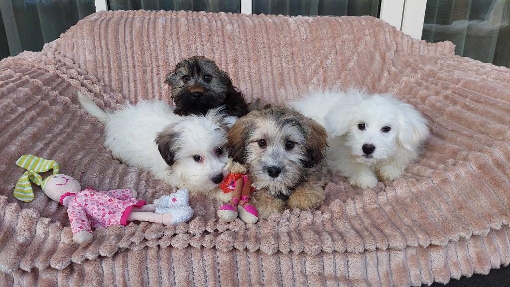 Maltipoo pups  ( lief en aanhankelijk ), Dieren en Toebehoren, Parvo, Maltezer, Nederland, 8 tot 15 weken