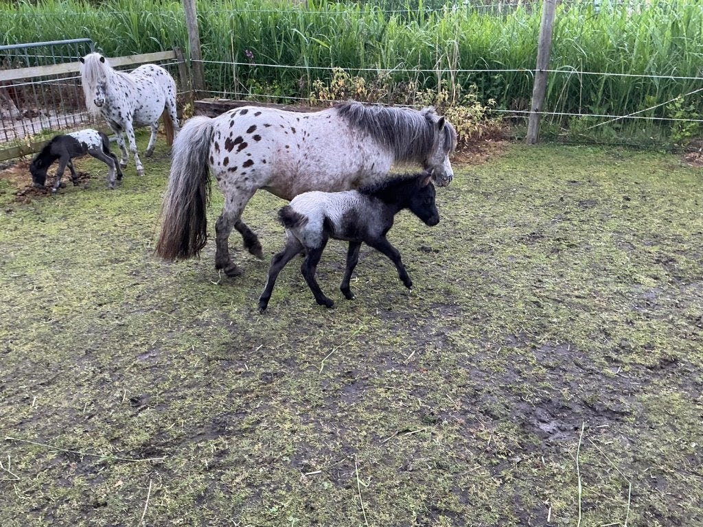 Te koop: verschillende Mini Appaloosa pony's, Dieren en Toebehoren, Pony's, Merrie, Met stamboom, Niet van toepassing, 0 tot 2 jaar