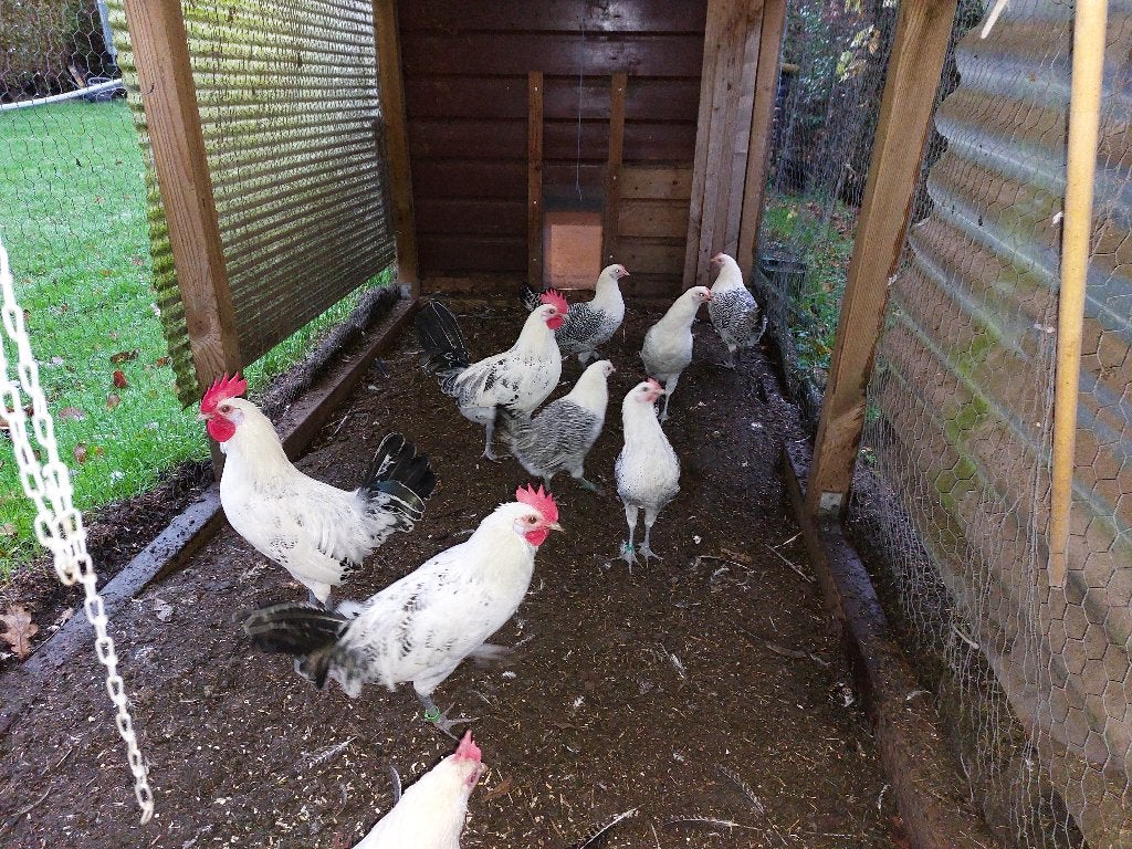 zilverpel kippen  friesehoenders, Dieren en Toebehoren, Vrouwelijk, Kip