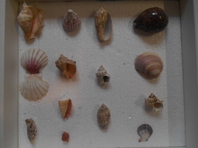 Verzameling schelpen 14x, Verzamelen, Mineralen en Fossielen, Ophalen of Verzenden, Schelp(en)