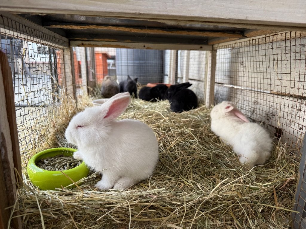Konijnen- en kattenoppas, Meerdere dieren