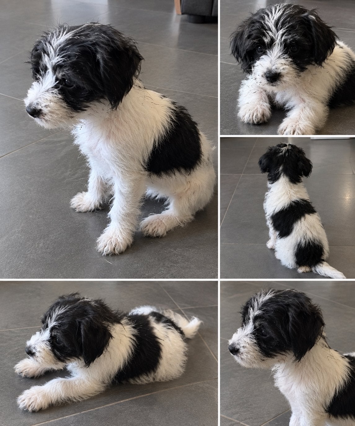 Ruwharige Jack Russell Teefje – Raszuiver, Dieren en Toebehoren, België, Particulier, Teef, Eén hond