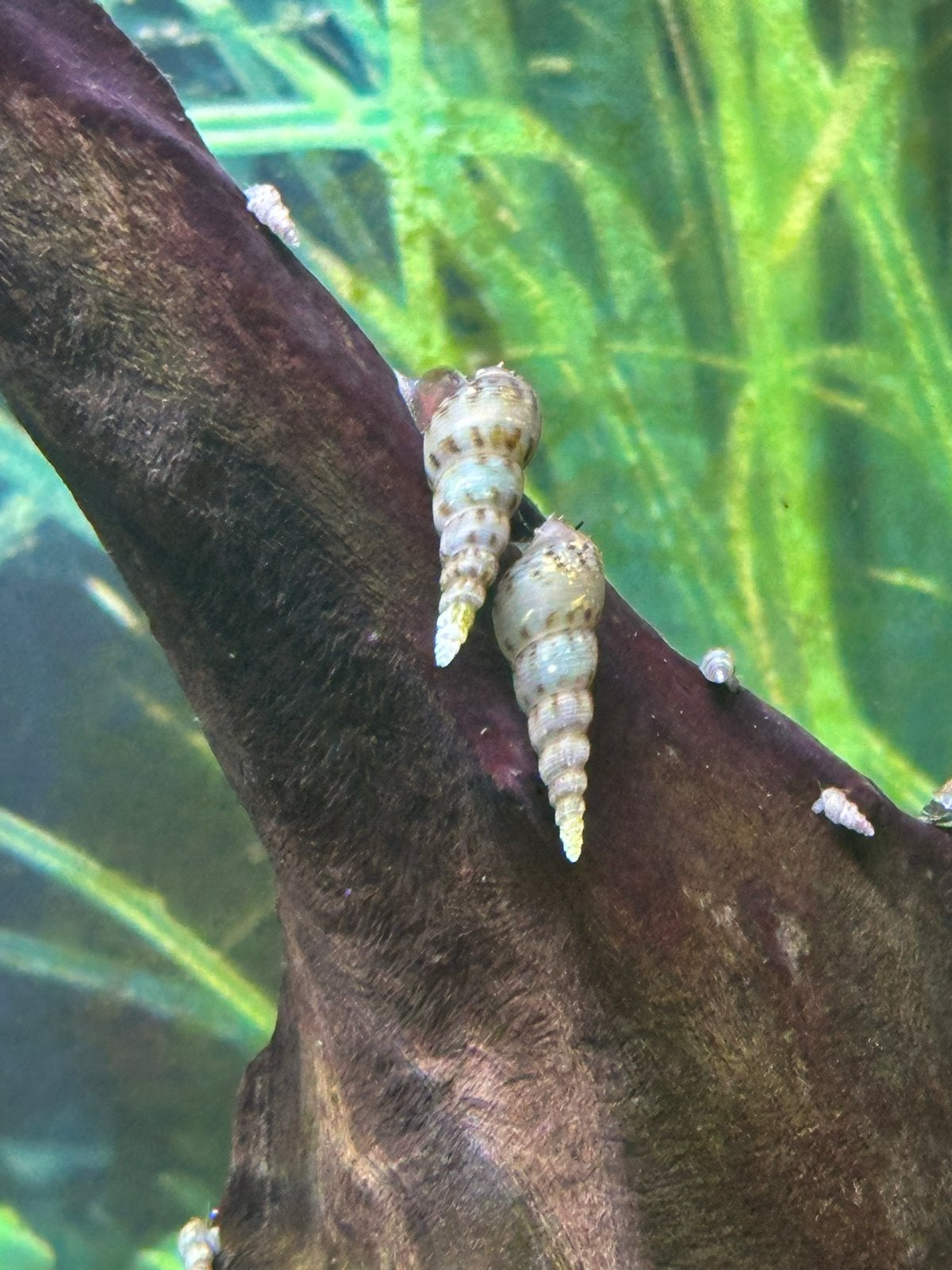 Toren slakjes voor zoetwater aquarium, Dieren en Toebehoren