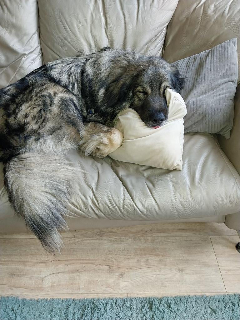 Te koop, Dieren en Toebehoren, Honden | Herdershonden en Veedrijvers, Reu, Parvo, Eén hond, 3 tot 5 jaar