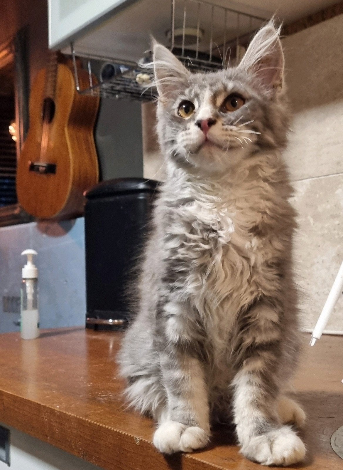 Schitterend Maine Coon poesje beschikbaar met stamboom, Poes, Met stamboom, 0 tot 2 jaar