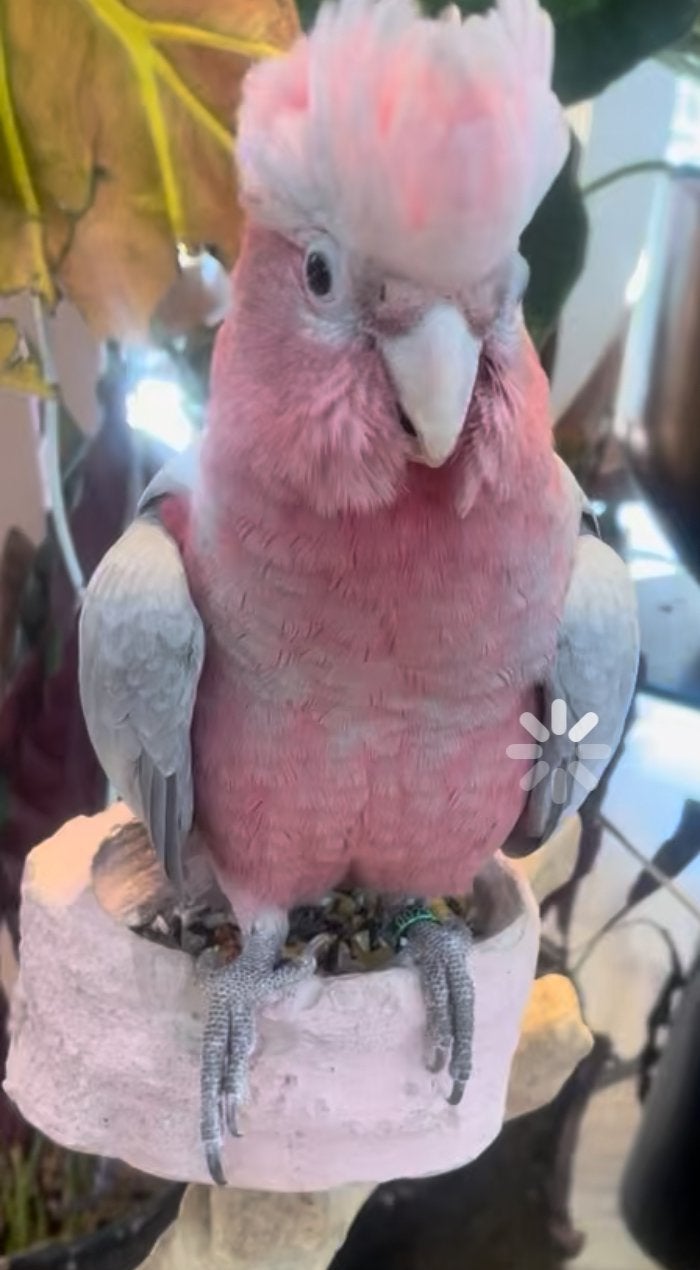kakatoe roze, Dieren en Toebehoren, Mannelijk, Parkiet