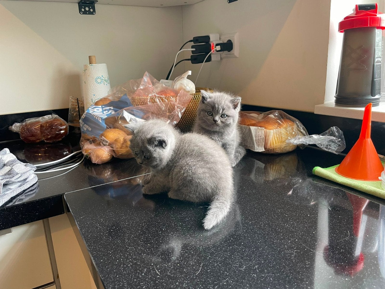 Super mooie britse korthaar kittens, mogen het nest verlaten, Dieren en Toebehoren, Meerdere dieren, Ontwormd