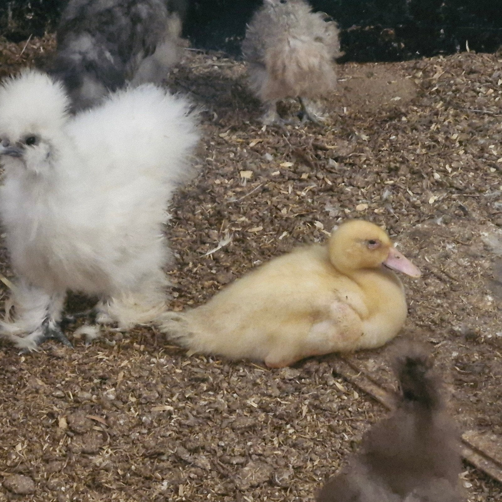 Super leuke boeren eend, Dieren en Toebehoren, Pluimvee, Meerdere dieren, Eend