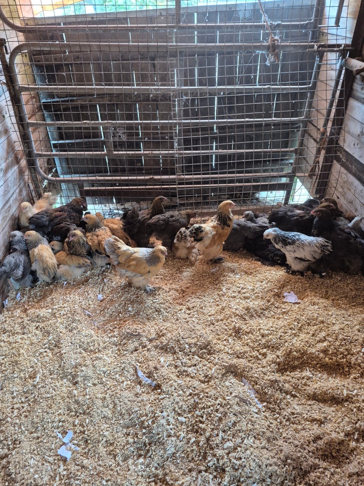 Te koop jonge brahmas, Meerdere dieren, Kip