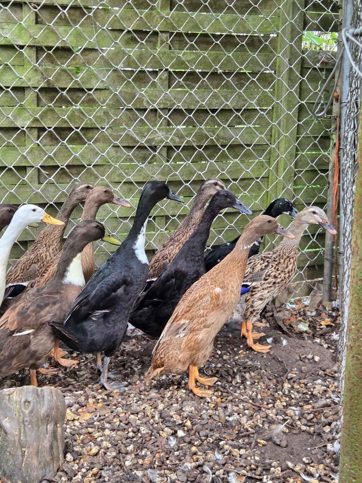 loopeend vrouwen te koop, Dieren en Toebehoren, Vrouwelijk, Eend