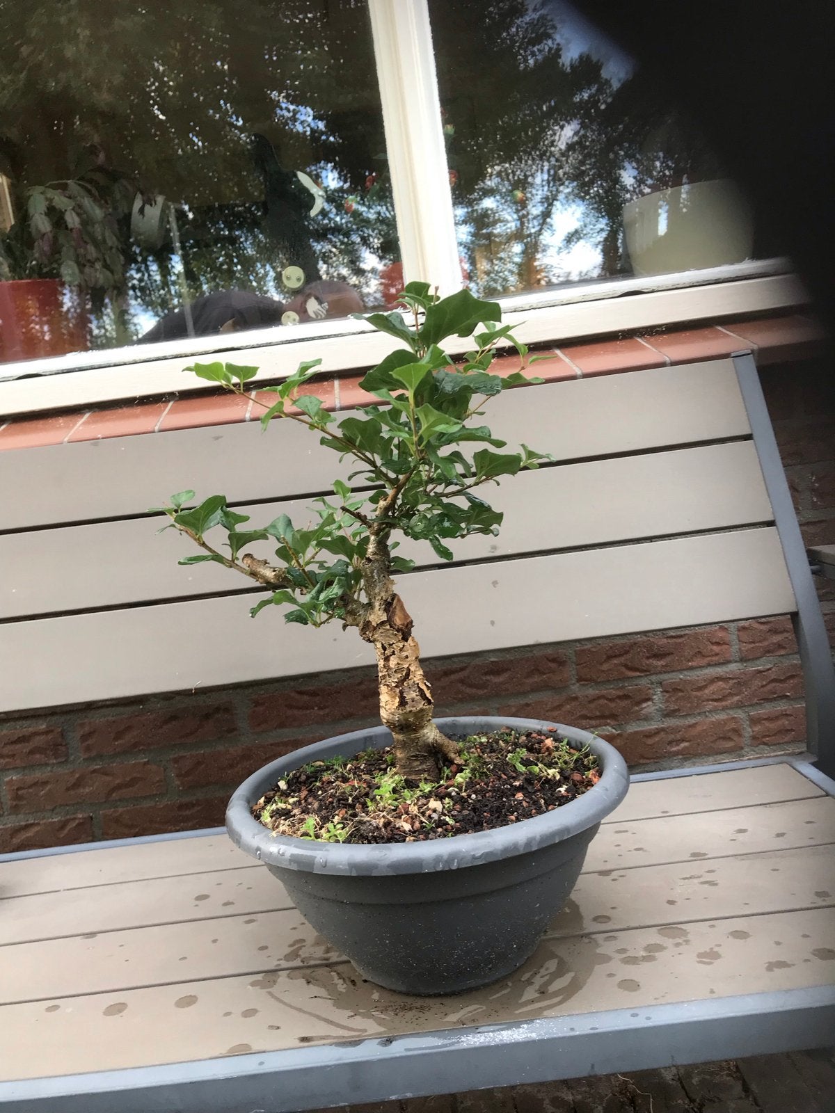 Bonsai boom in pot, vermoedelijk een sering, Tuin en Terras, Vaste plant, Halfschaduw, Lente, Ophalen