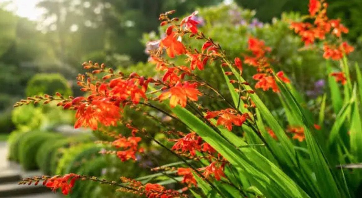 Crocosmia bolletjes, Ophalen of Verzenden, Voorjaar, Volle zon, Bloembol