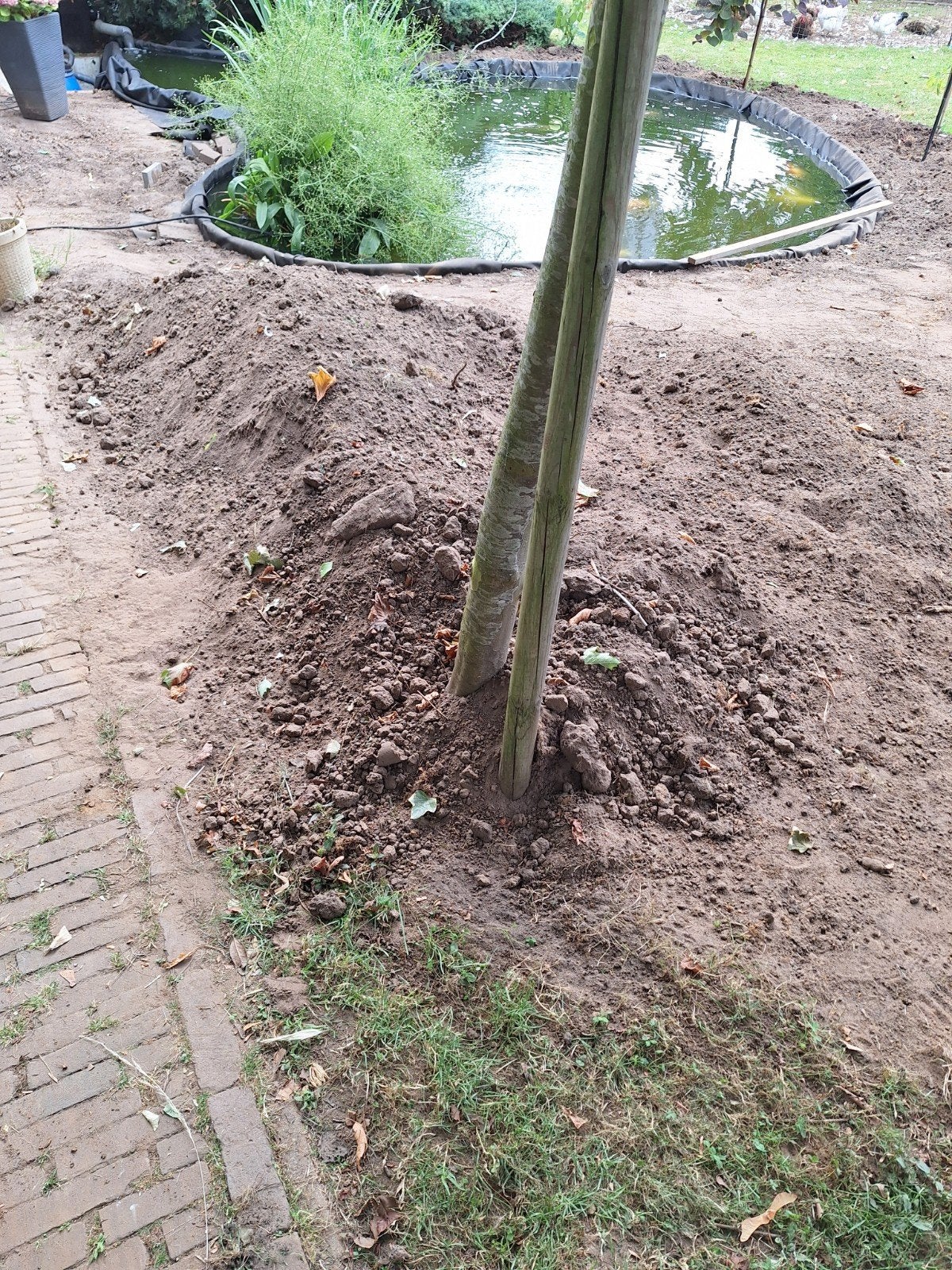 Zwarte grond 1 a 2 m3, Tuin en Terras, Planten | Bomen, Ophalen