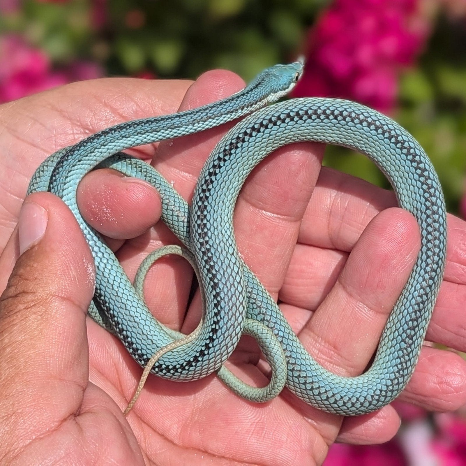 holdbacks Blue Baroni   2.1, Dieren en Toebehoren, Reptielen en Amfibieën, Slang, 0 tot 2 jaar