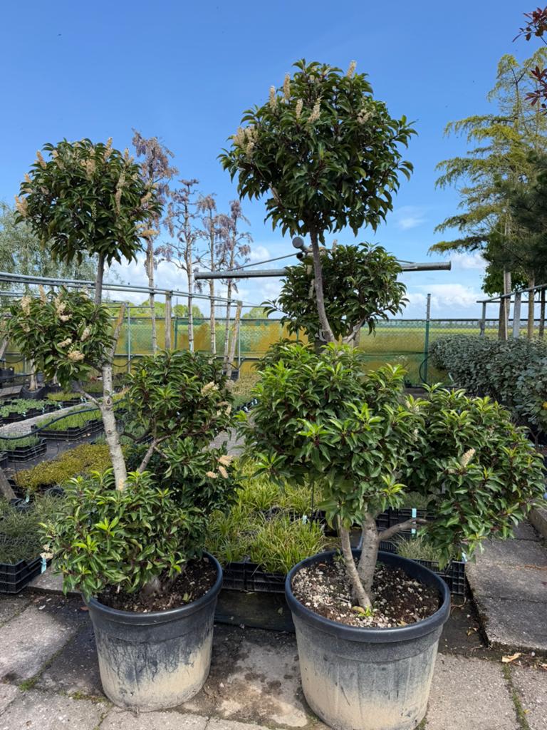 Prunus Brenelia 175-200 hoogte bonsai, Tuin en Terras, Planten | Bomen, Bolboom, 100 tot 250 cm, Volle zon, Lente, In pot, Ophalen