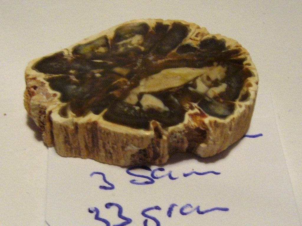 versteend hout schijf petrified wood 10 of 15 gram boomstam, Ophalen of Verzenden, Mineraal