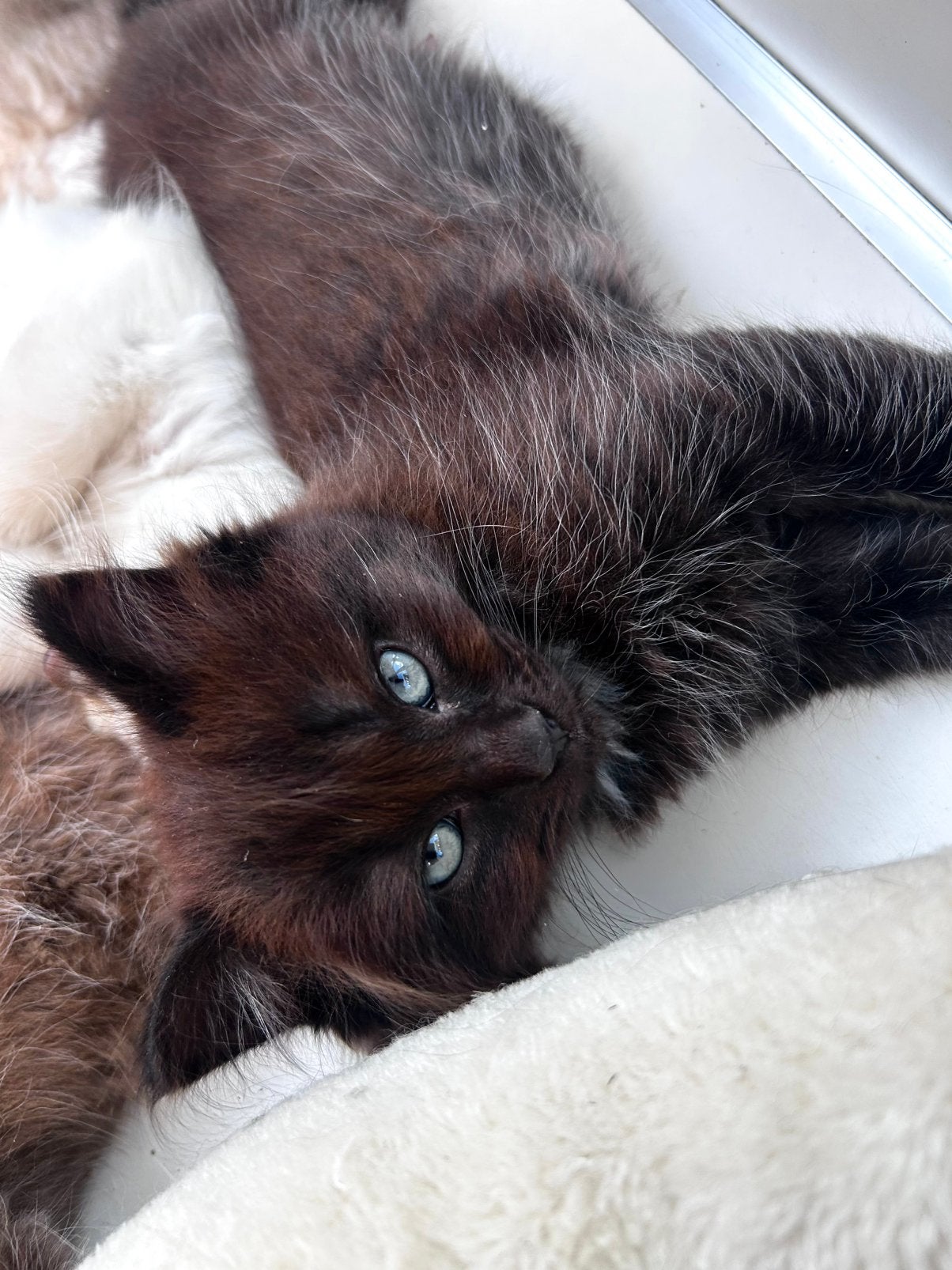 ragdoll kittens met stamboom, Dieren en Toebehoren, Katten en Kittens | Raskatten | Langhaar, Meerdere dieren, Gechipt