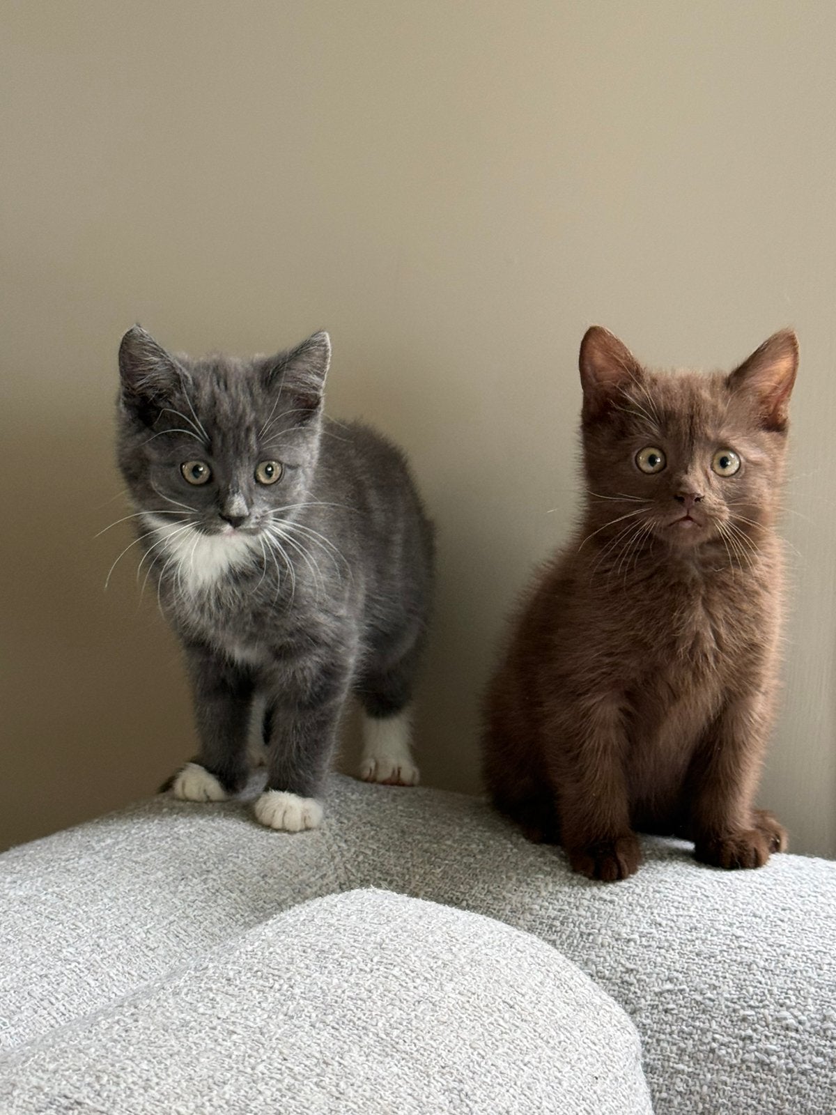 x Brits kittens. Cinnamon, red en blue, Dieren en Toebehoren, Meerdere dieren, Kortharig, 0 tot 2 jaar