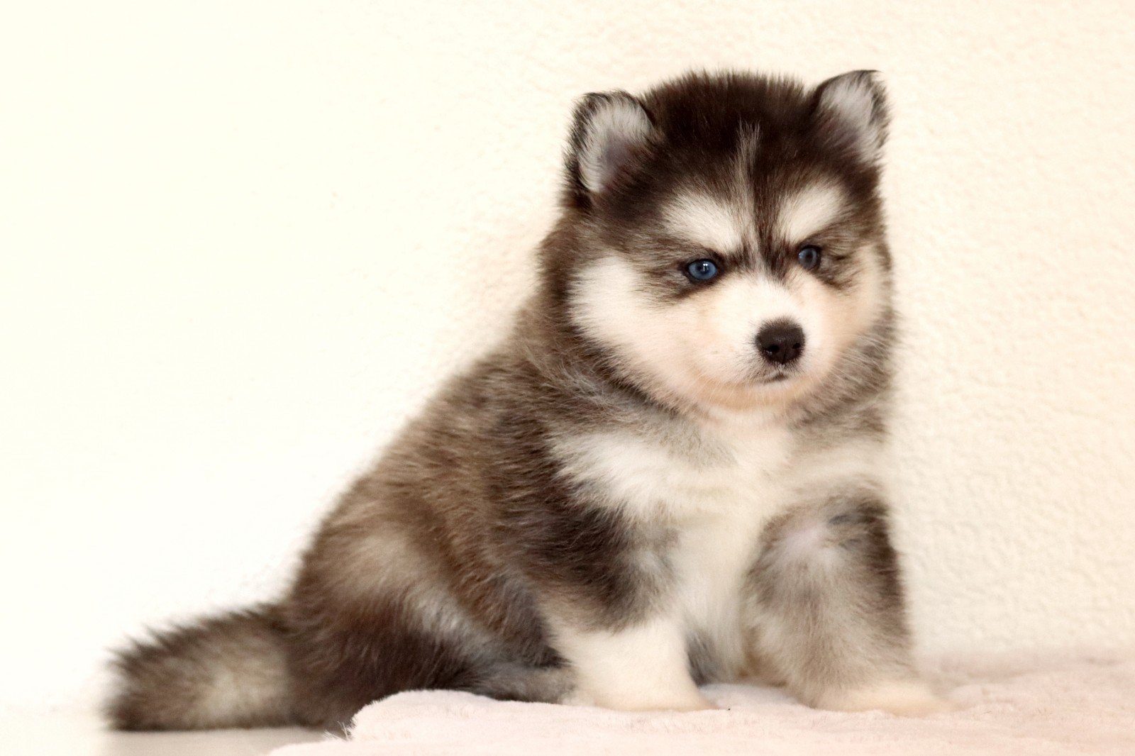 Schitterende Pomsky pups F2 met blauwe oogjes mini Husky, Dieren en Toebehoren, 8 tot 15 weken, Meerdere, Meerdere dieren, Nederland