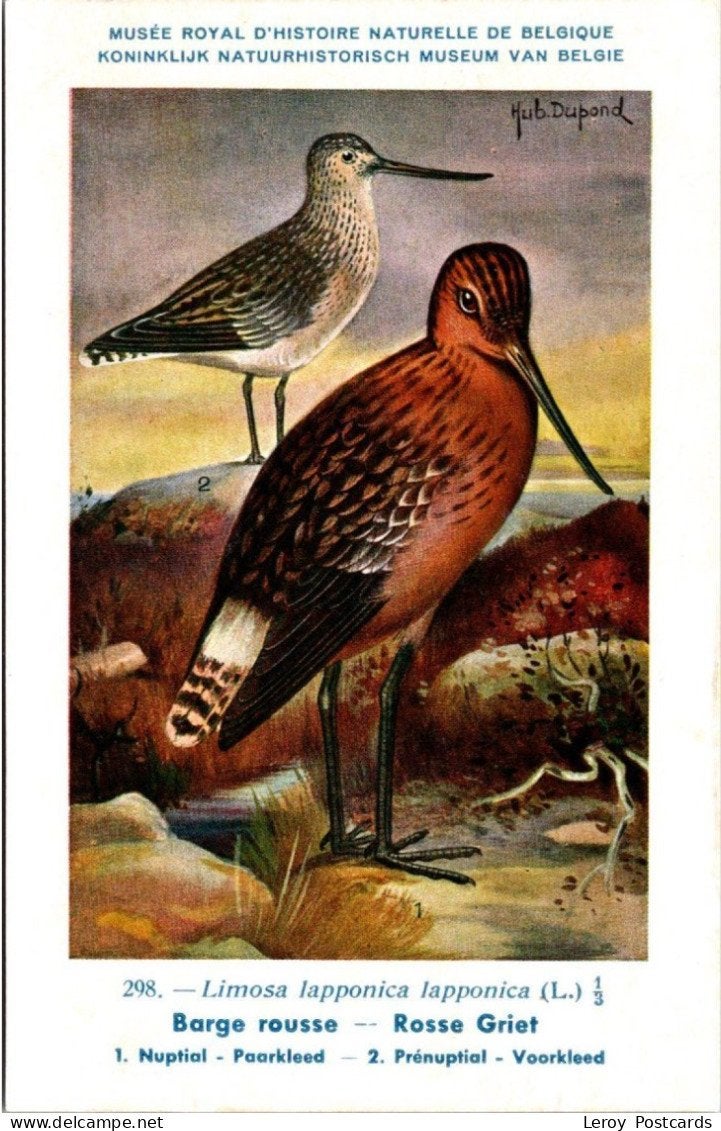 Rosse Griet / Bar-tailed Godwit – Nº 298 – (KBIN / IRSNB), Verzenden, 1940 tot 1960, Ongelopen, Vogel