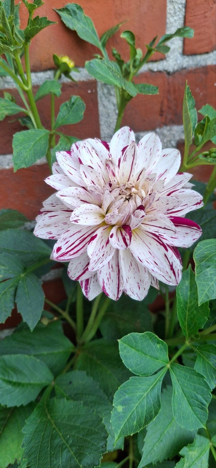 Dahlia Prince Valiant, Vaste plant, Halfschaduw, Zomer, Ophalen
