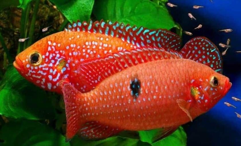Bleu en red acara. Vissen