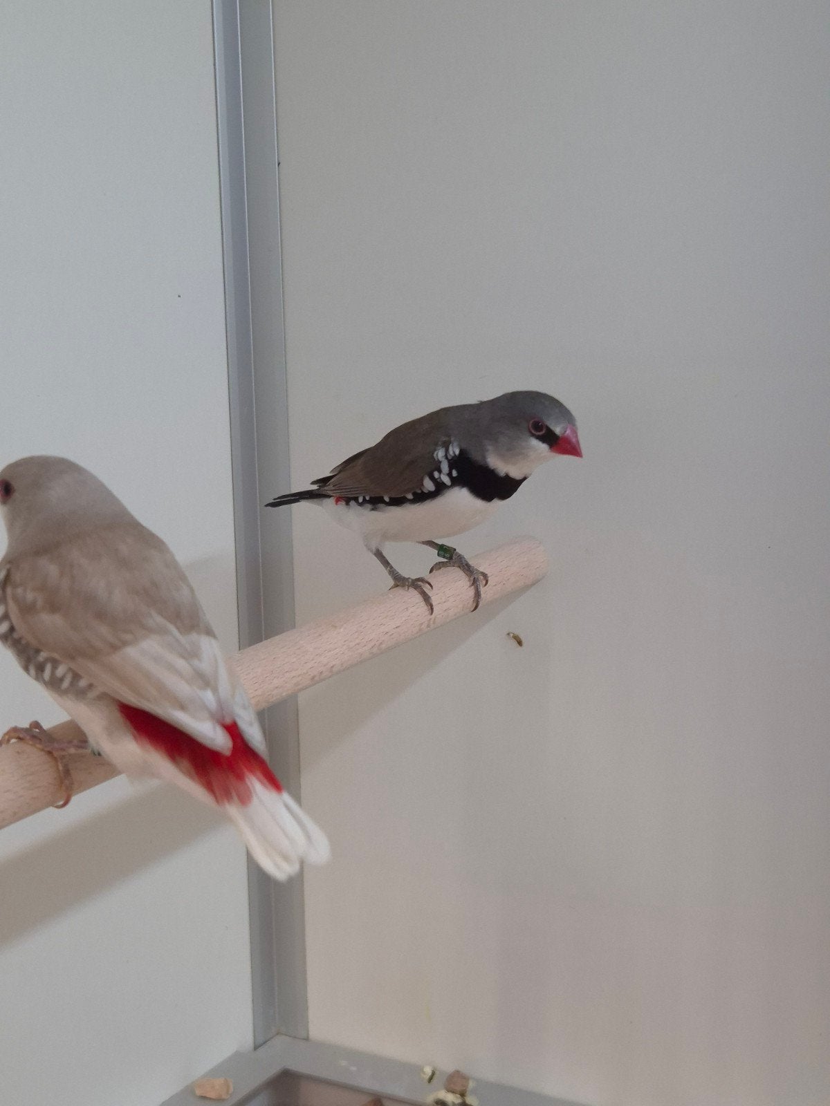 diamant vinken, Dieren en Toebehoren, Meerdere dieren, Tropenvogel, Geringd