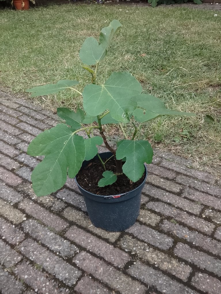 Ficus carica., Ophalen, Minder dan 100 cm, In pot, Herfst