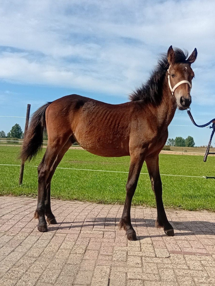 prachtig fries x haflinger hengstveulen
Fries  Haflinger h, Dieren en Toebehoren, Minder dan 160 cm, Niet van toepassing, 0 tot 2 jaar