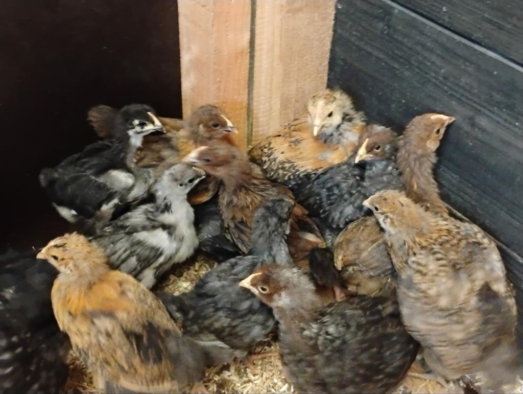 Orpington groot kuikens, Dieren en Toebehoren, Pluimvee, Meerdere dieren, Kip