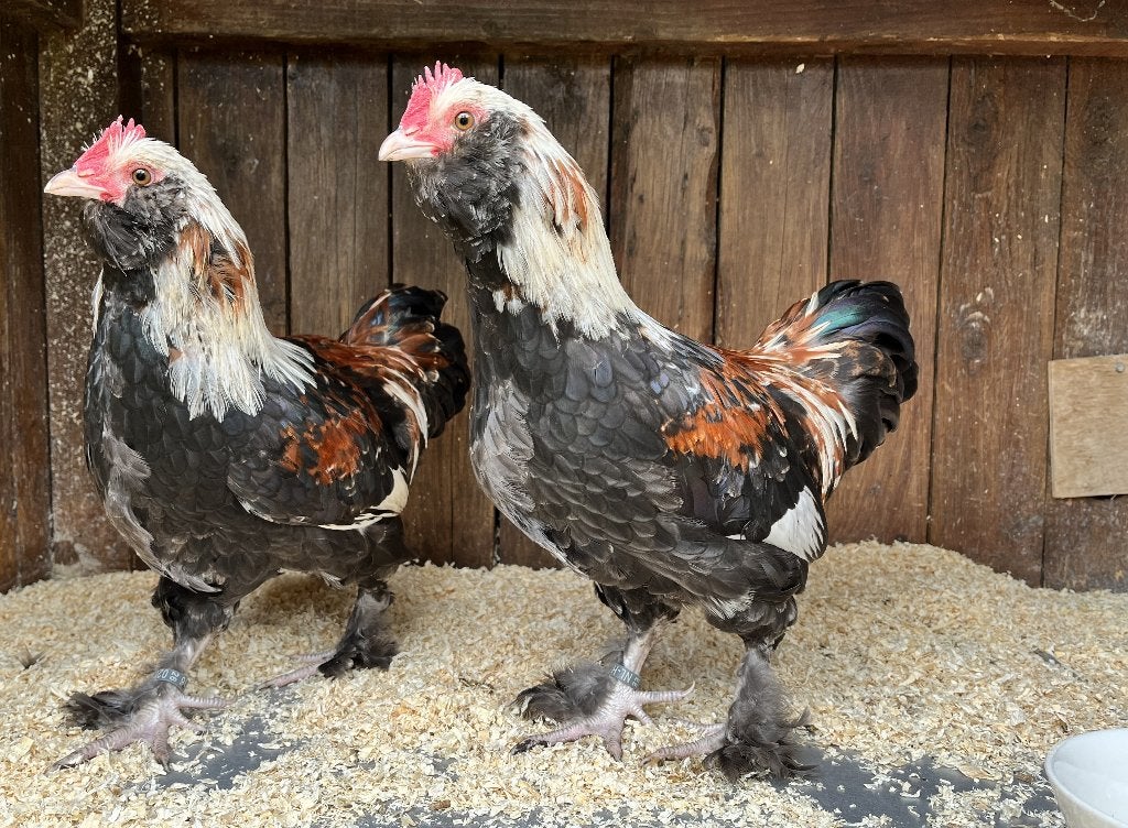 Faverolles kriel haan, Dieren en Toebehoren, Pluimvee, Mannelijk, Kip