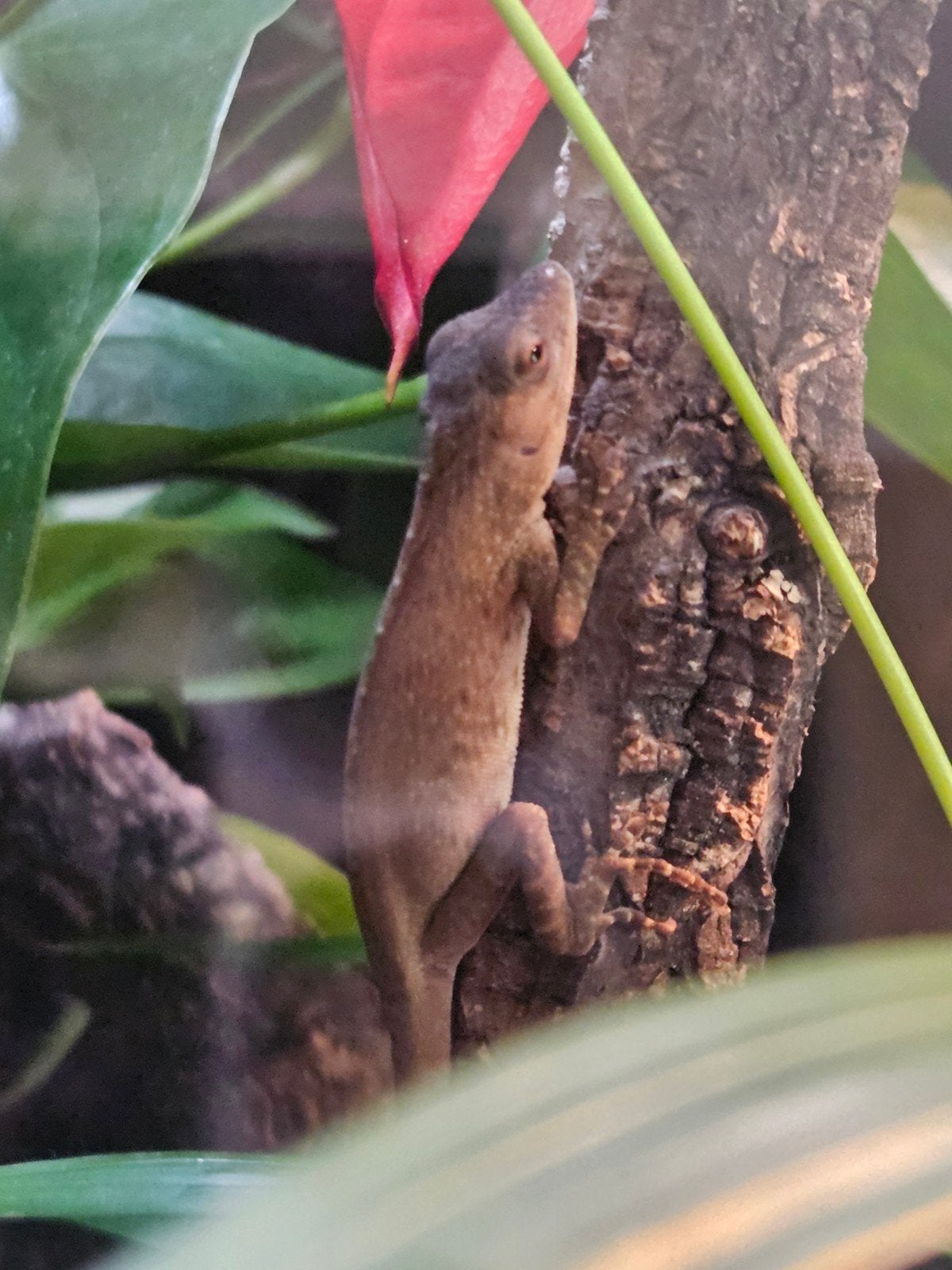 Anolis biporcatus, groene anolis, Dieren en Toebehoren, Reptielen en Amfibieën, Hagedis, 0 tot 2 jaar