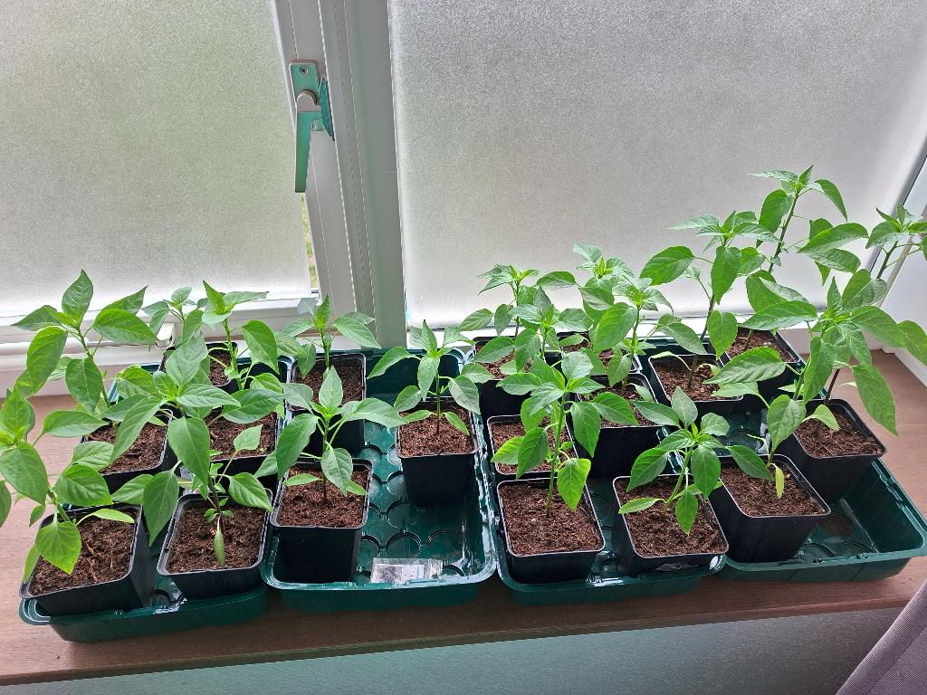 Chili peper plantjes (10-15 cm), Tuin en Terras, Planten | Tuinplanten, Ophalen, Volle zon, Groenteplanten, Eenjarig
