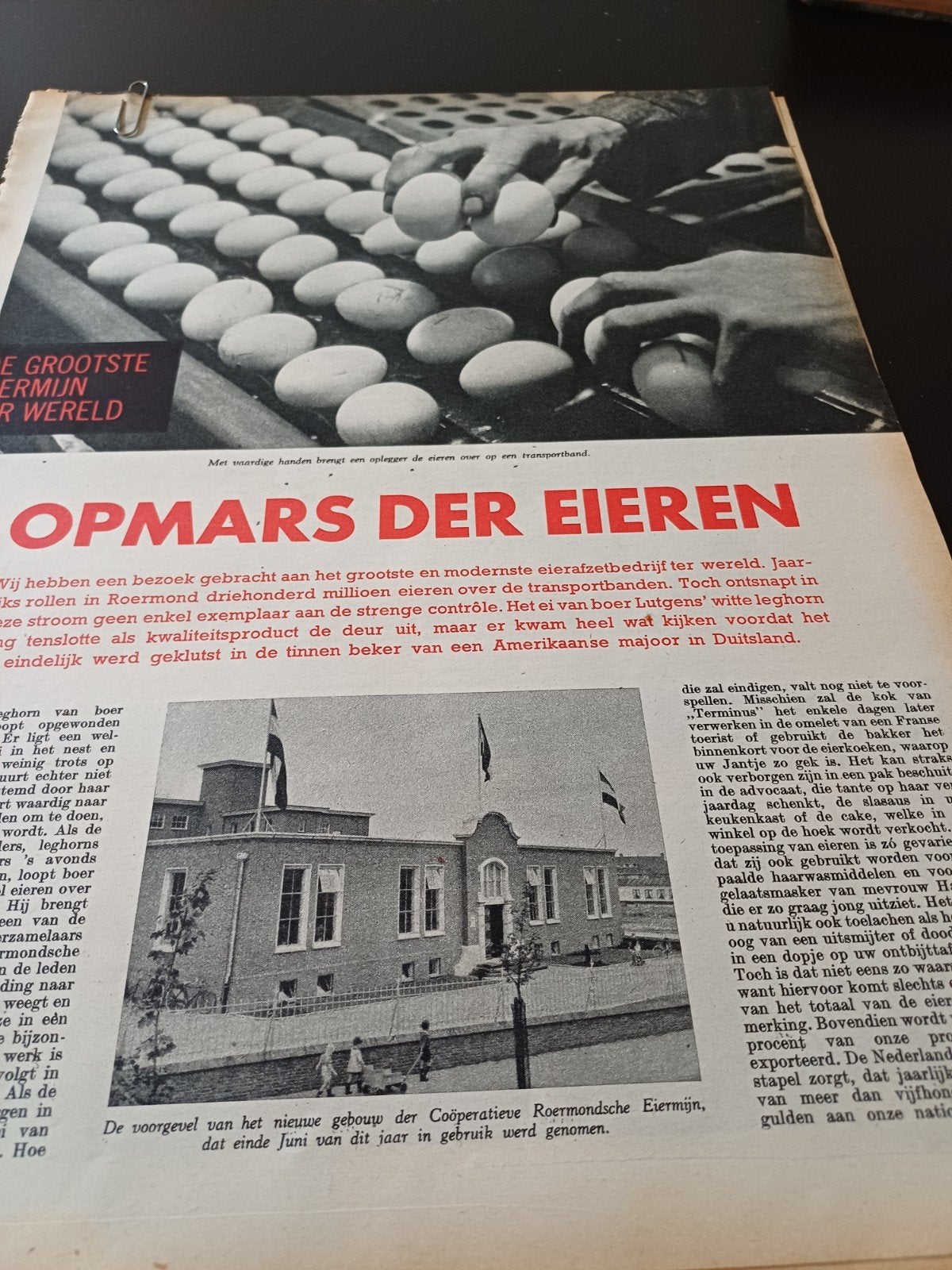 artikel eierbedrijf Roermond 1954, Ophalen of Verzenden, 1940 tot 1960, Knipsel(s)