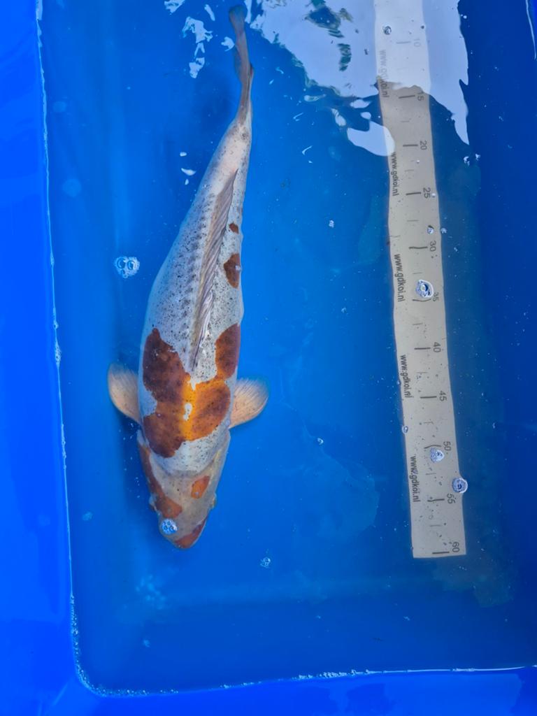 Doitsu ochiba (Koi karper)., Karper of Koi