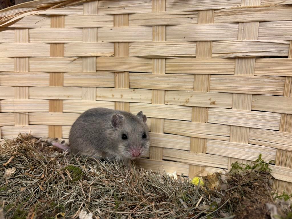 Tam Chinees dwerghamstertje Luna zoekt nieuw huis, Hamster, Februari, Vrouwelijk, Tam