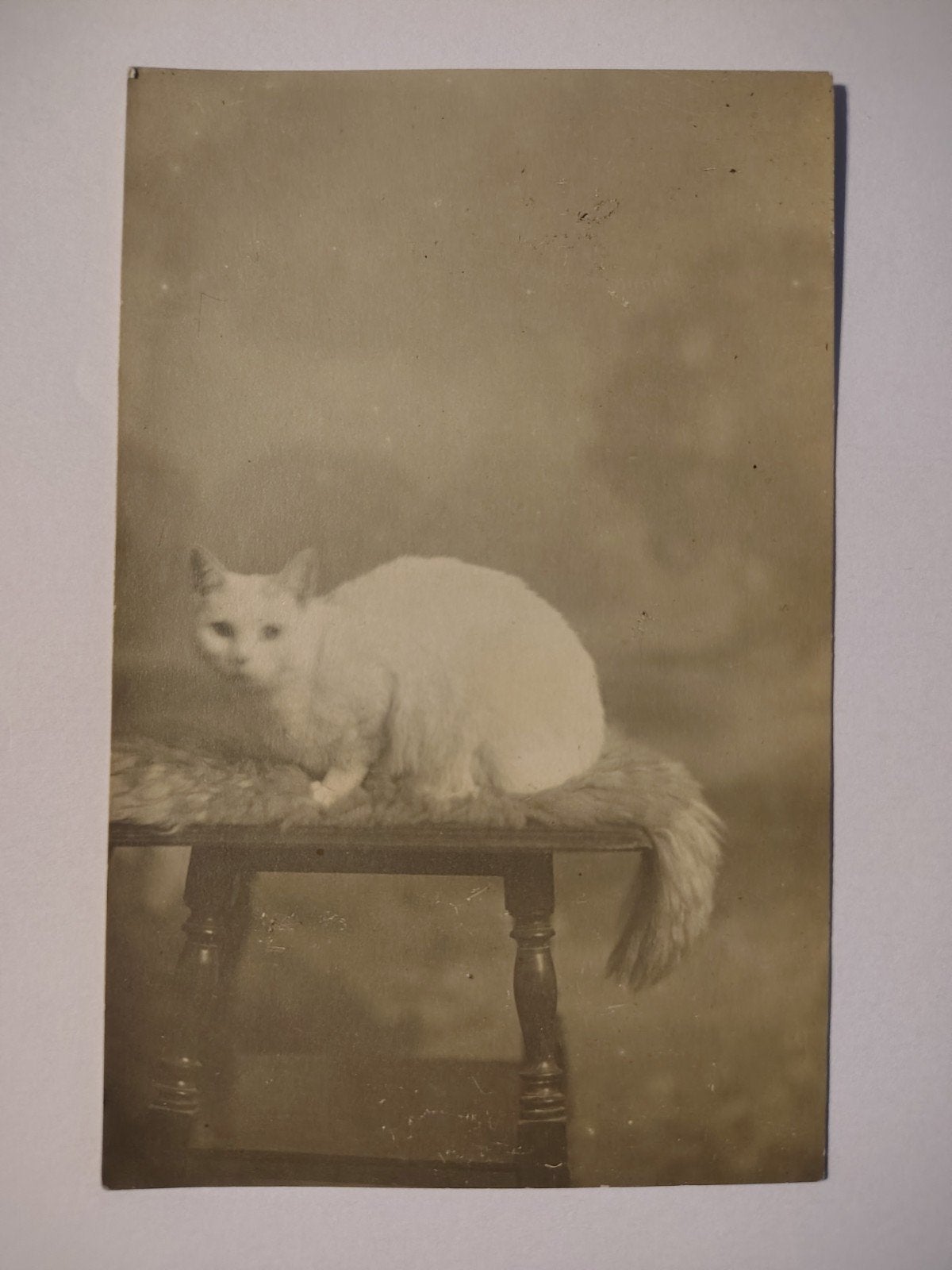 Leiden Fotokaart Kat, Ophalen of Verzenden