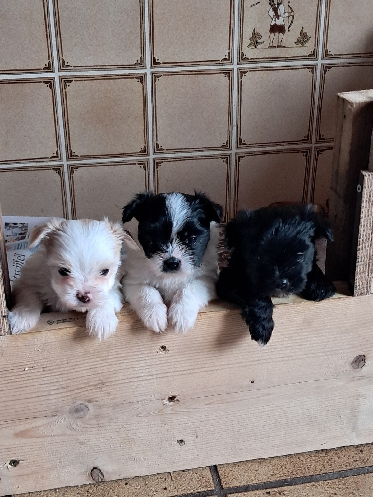 Prachtige boomer puppy's voor de beste huisjes!, Overige rassen, 8 tot 15 weken, Meerdere, Meerdere dieren
