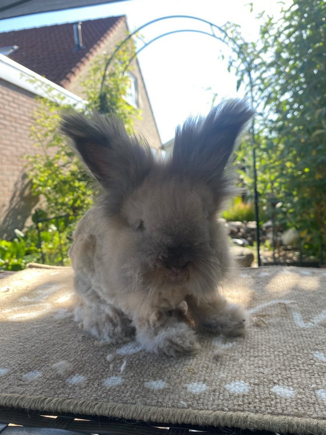 Prachtige raszuivere engelse angora voedster, Vrouwelijk, Dwerg
