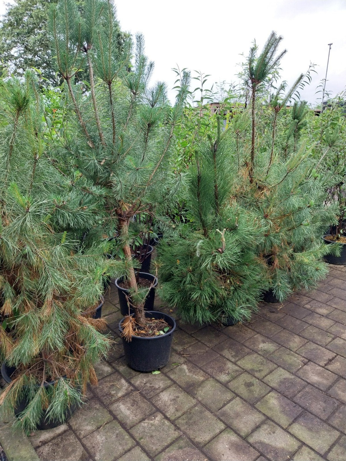 Pinus Nigra Nigra - Zwarte Den 125-150 cm, Ophalen, Overige soorten, Volle zon