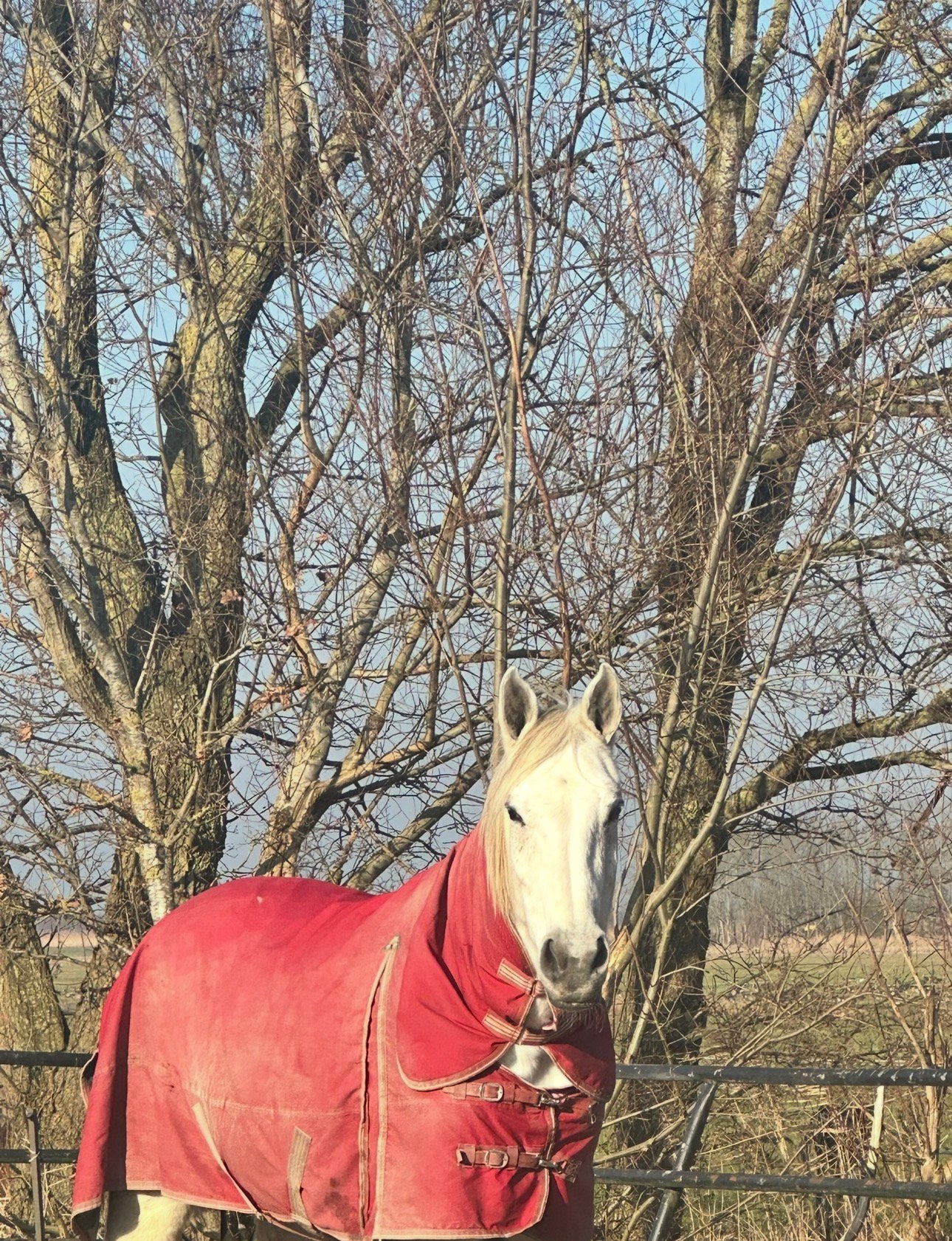 Rode mhs 100g winter/regendenken maat 215 met vaste hals, Ophalen of Verzenden, Zo goed als nieuw