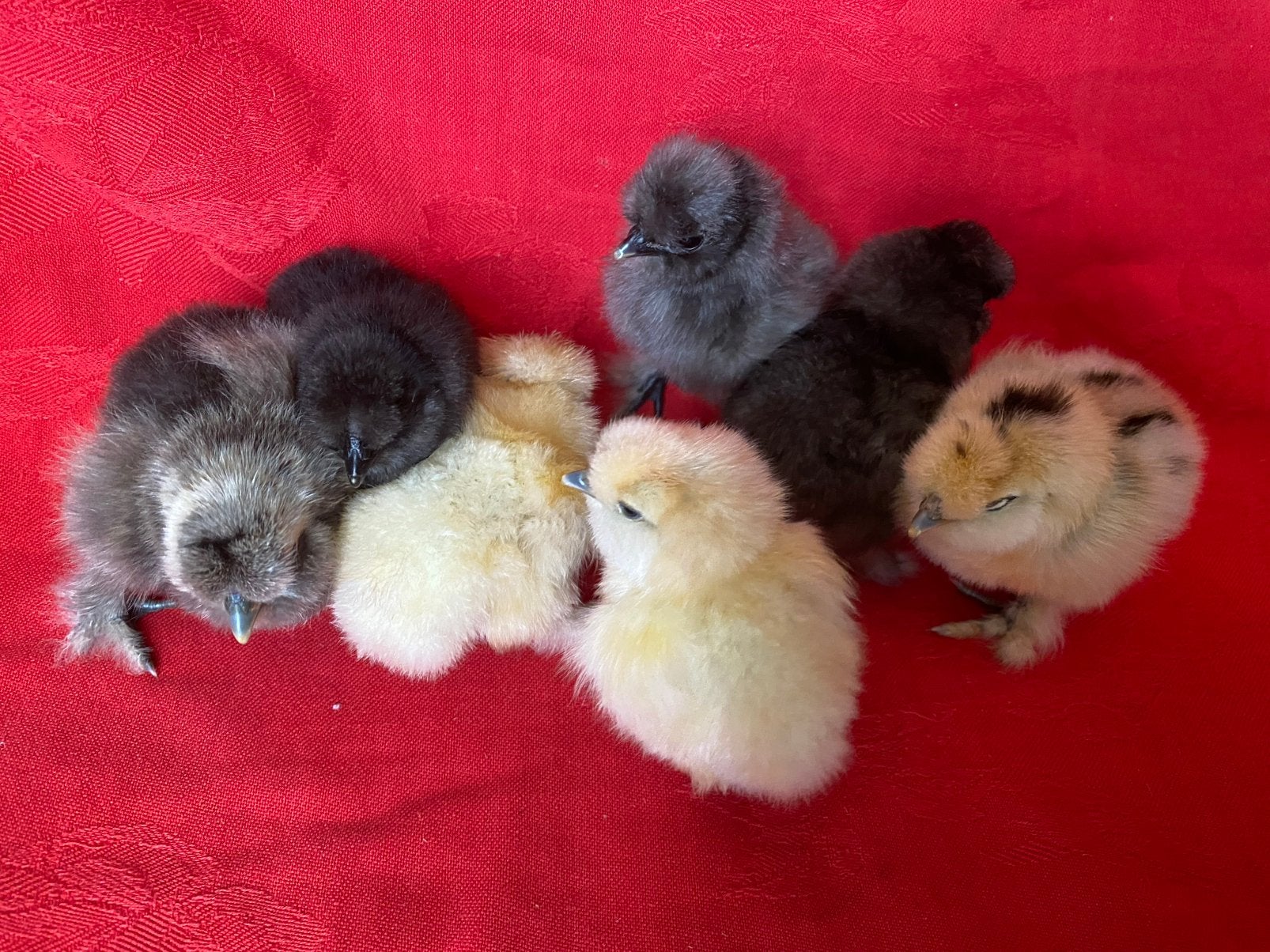 🐣USA Zijdehoen kuikens🐥, Dieren en Toebehoren, Pluimvee, Geslacht onbekend