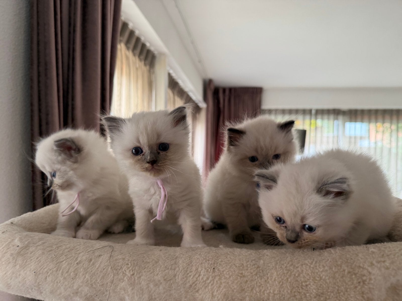 Ragdolls te koop🐾, Poes, Ingeënt