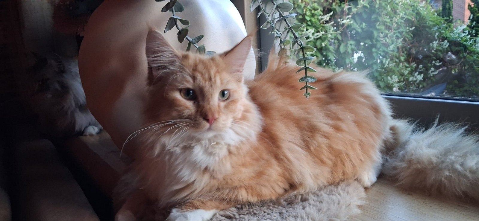 maine coon kittens, Meerdere dieren, Gechipt, 0 tot 2 jaar
