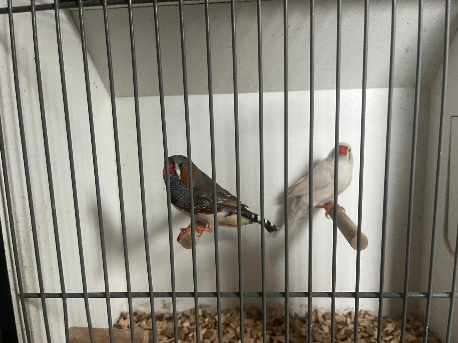 Koppel zebravinken, Meerdere dieren, Kleurkanarie